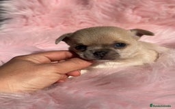 Chihuahua perros en venta: Chihuahua Toy Isabella  - Anuncio 7