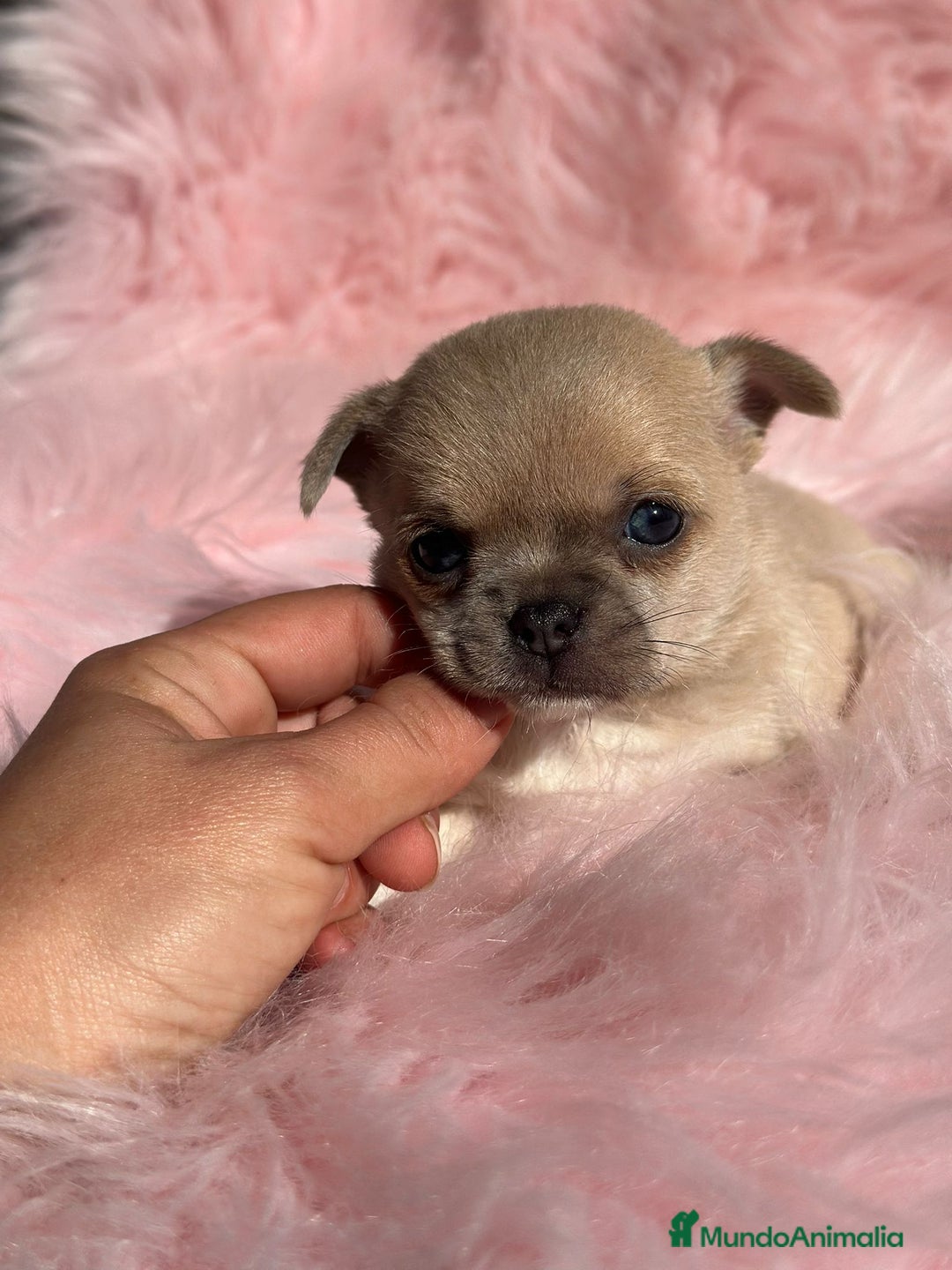 Chihuahua perros en venta: Chihuahua Toy Isabella  - Anuncio 7