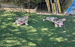 Bulldog Francés perros en venta: Bulldog francés cocoa and tan merle - Imagen 3
