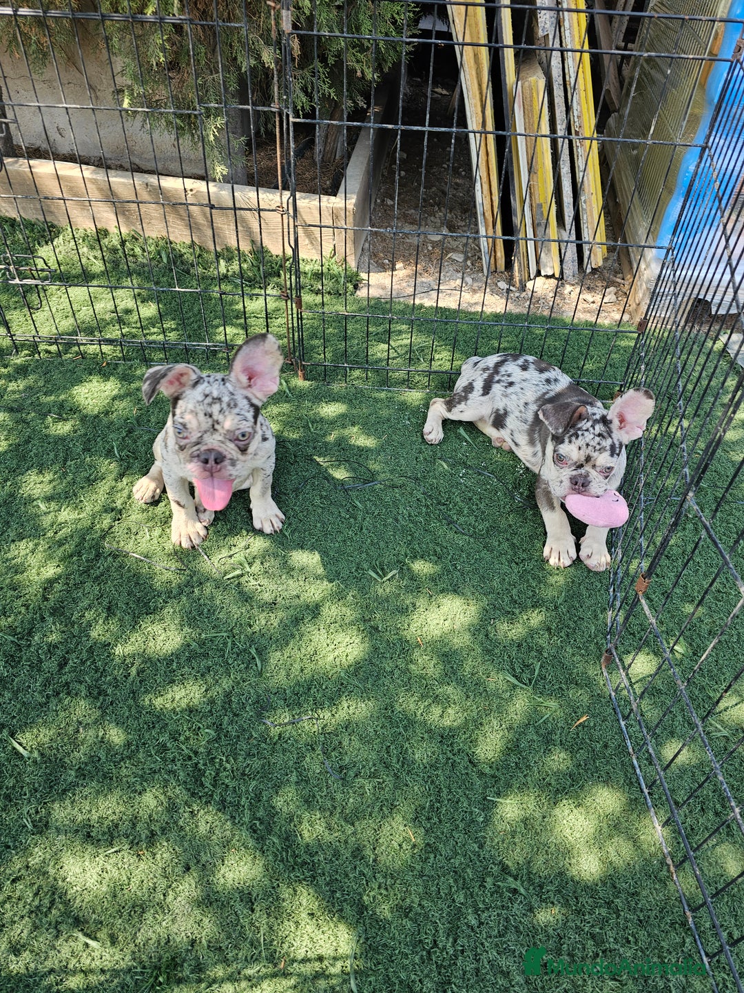Bulldog Francés perros en venta: Bulldog francés cocoa and tan merle - Imagen 3