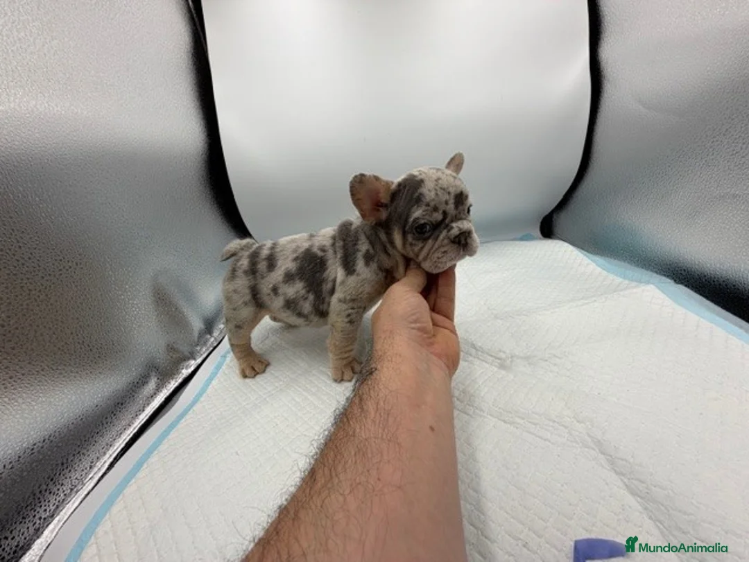 Bulldog Francés perros en venta: bulldog frances - Anuncio 2