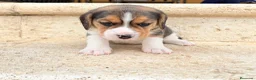 Beagle perros en venta: Beagle - Anuncio 4