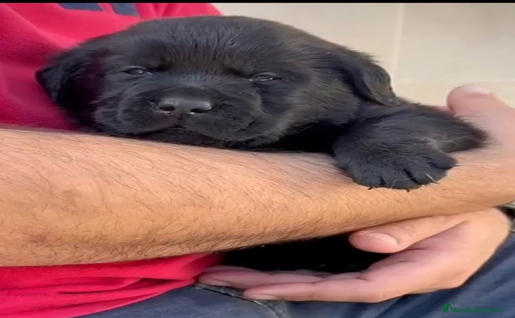 Labrador Retriever perros - Anuncio 3