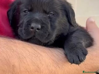 Labrador Retriever perros - Anuncio 1