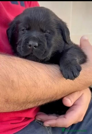 Labrador Retriever perros - Anuncio 3