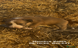 Border Collie perros en venta: BORDER COLLIE Sable Merle - Imagen 26