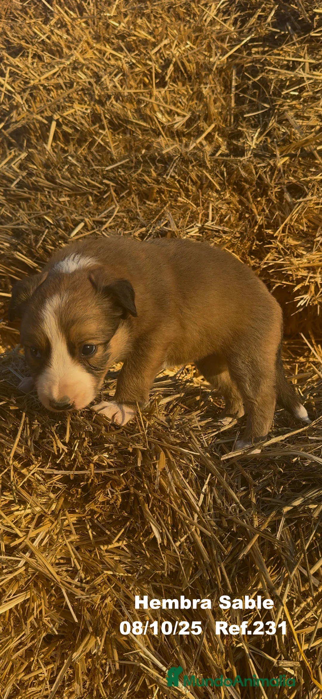 Border Collie perros en venta: BORDER COLLIE Sable Merle - Anuncio 26