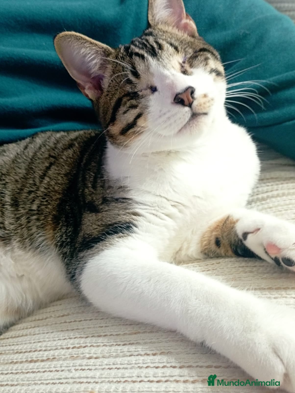 Europeo de Pelo Corto gatos LUCIA ADOPTADA - Anuncio 2