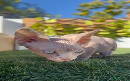 Sphynx gatos en venta: GATITAS SPHYNX - Anuncio 8