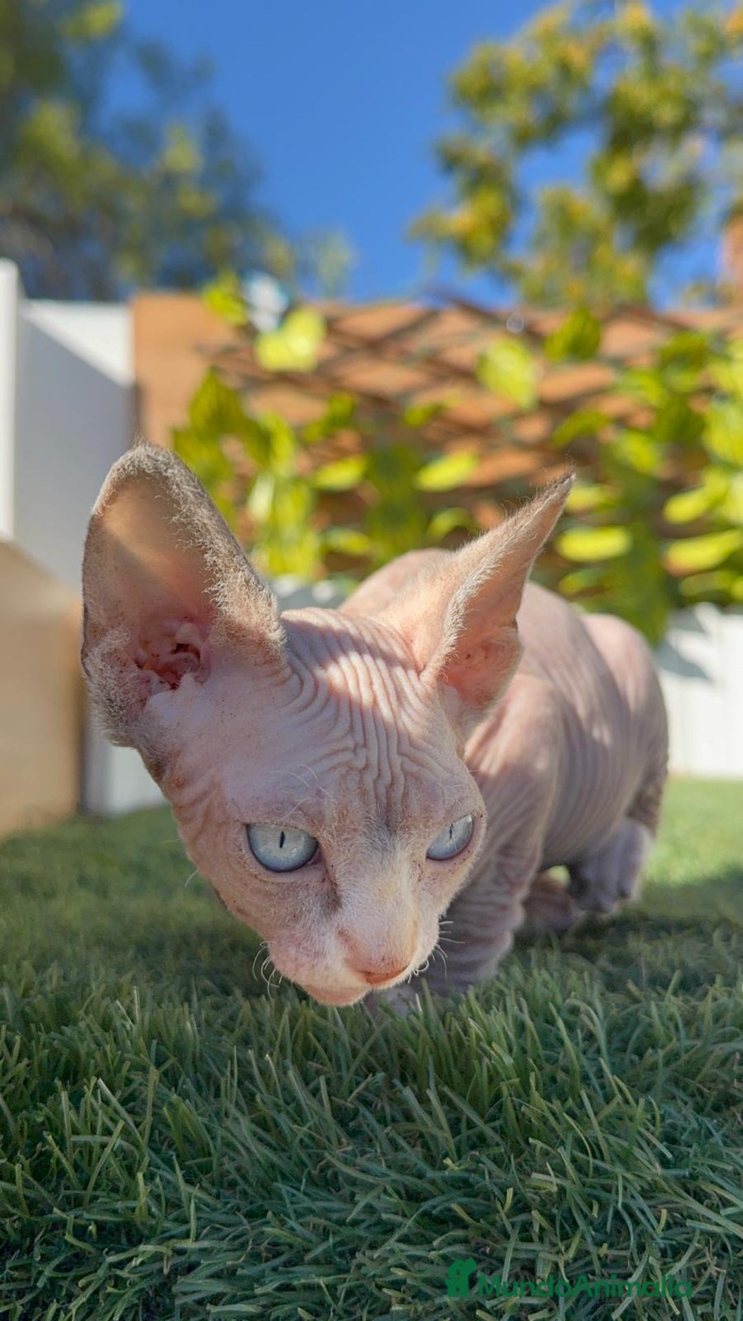 Sphynx gatos en venta: GATITAS SPHYNX - Anuncio 8