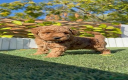 Caniche Toy perros en venta: CANICHE TOY MACHO - Anuncio 6