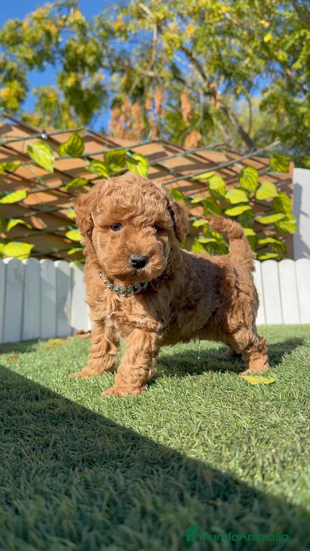 Caniche Toy perros en venta: CANICHE TOY MACHO - Anuncio 6