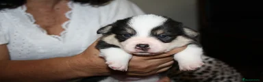 Welsh Corgi Pembroke 3
