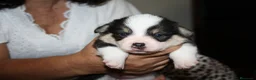Welsh Corgi Pembroke perros en venta: Camada Welsh Corgi Pembroke - Anuncio 4