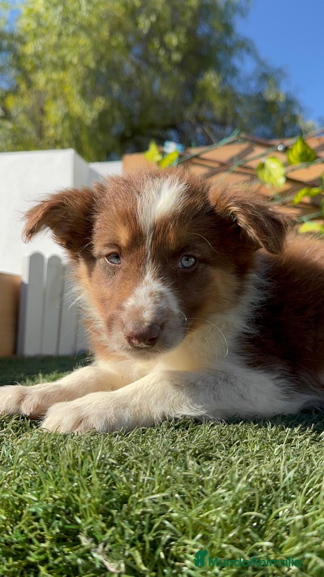 Border Collie perros en venta: BORDER COLLIE HEMBRA - Anuncio 11