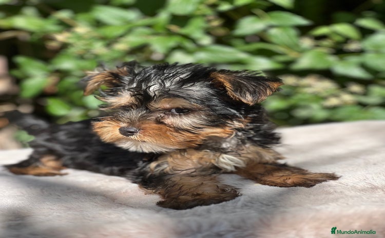 Yorkshire Terrier perros - Anuncio 2