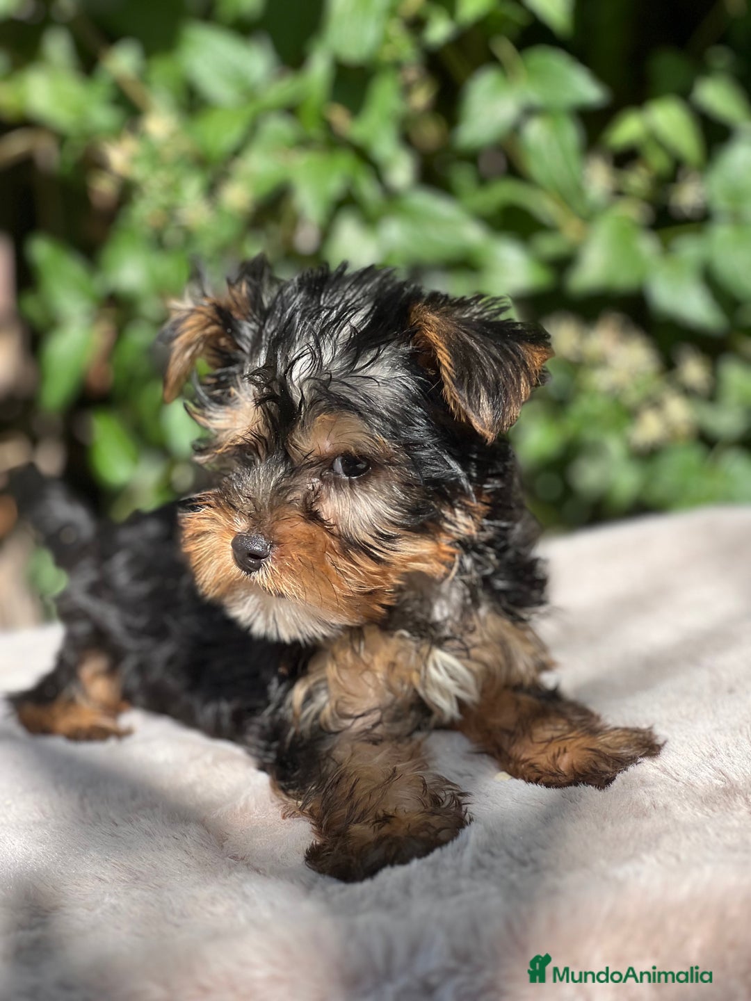 Yorkshire Terrier perros en venta: Yorkshire Toy macho  - Imagen 1