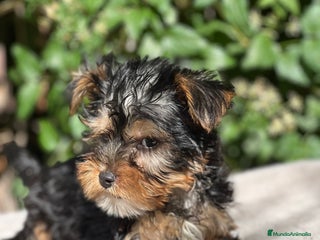 Yorkshire Terrier perros - Anuncio 29