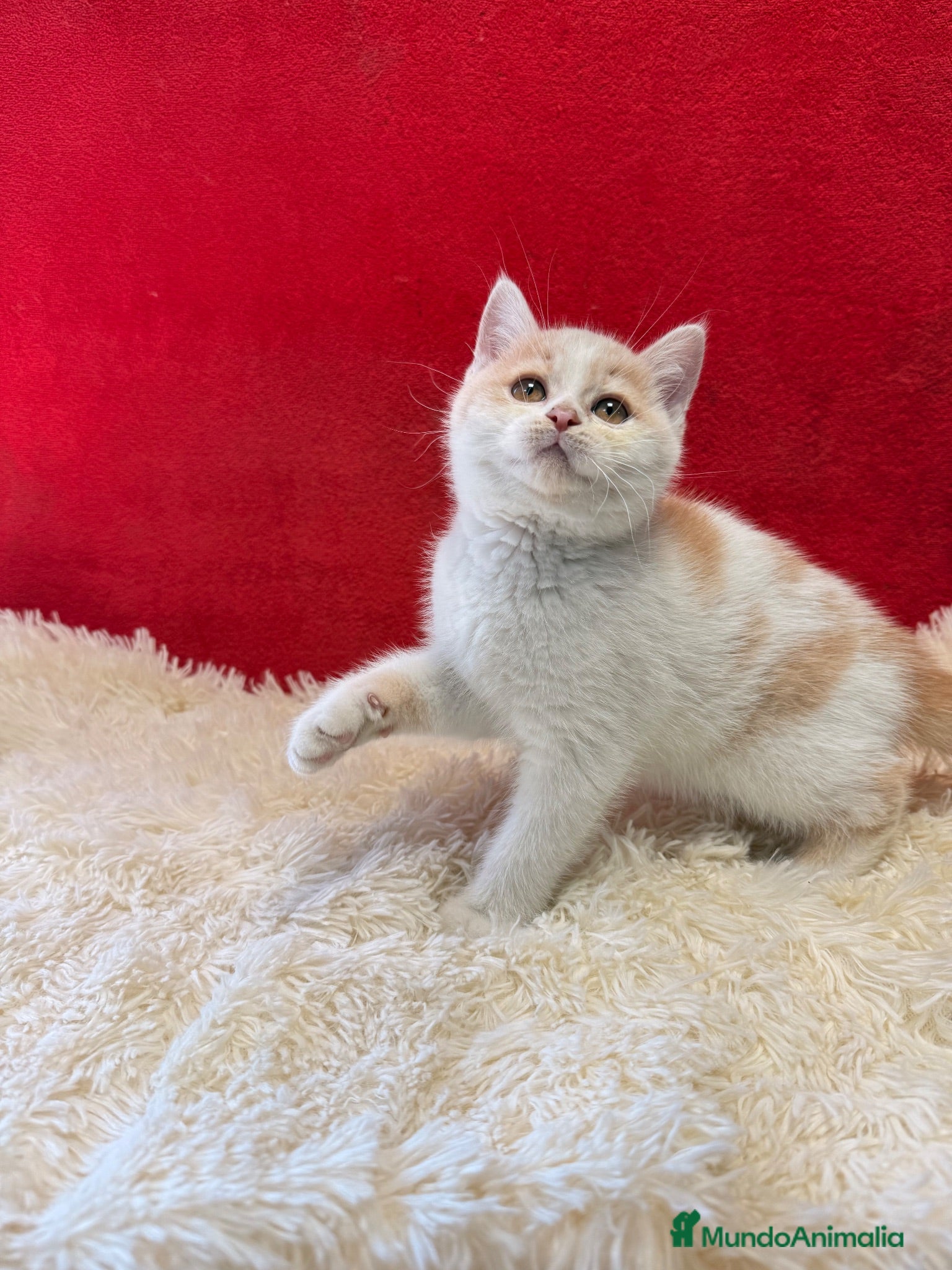 Británico de Pelo Corto gatos Precioso British arlequín  - Anuncio 2