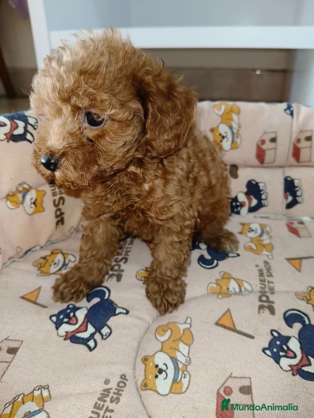 Caniche Toy perros en venta: Caniche Toy - Anuncio 2