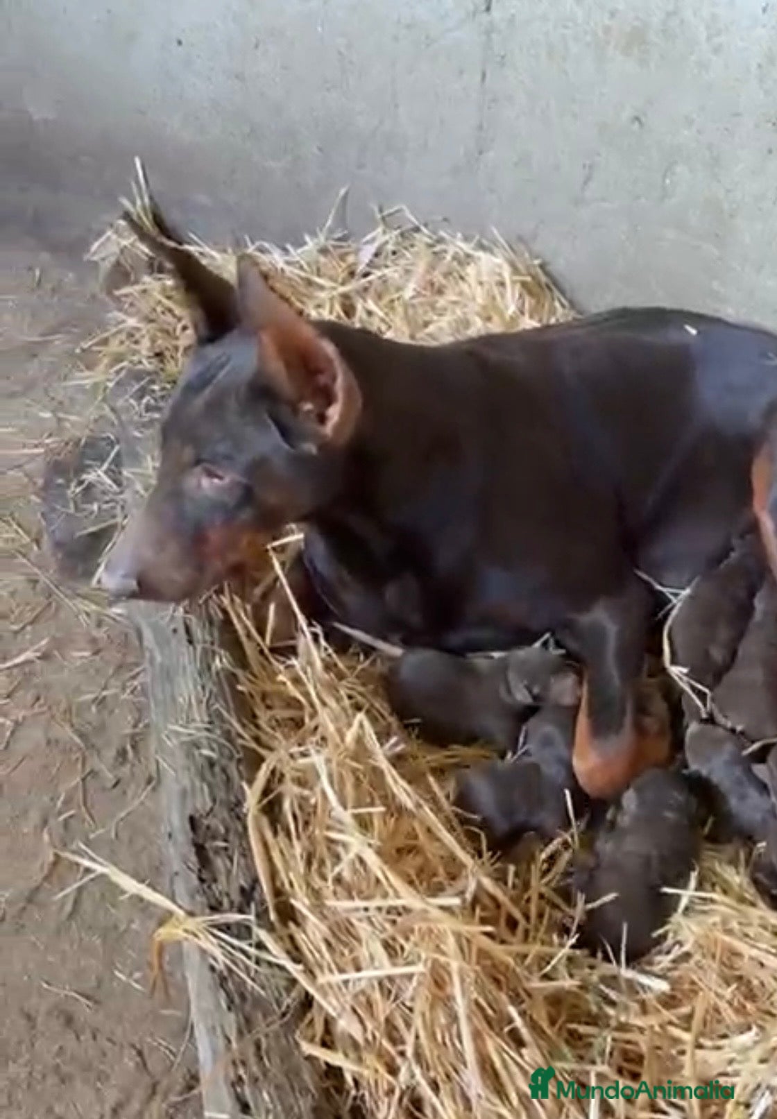 Dobermann perros Preciosos Doberman chocolate  - Anuncio 3