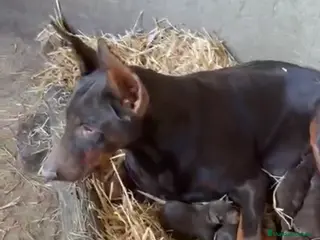 Dobermann perros Preciosos Doberman chocolate - Anuncio 3