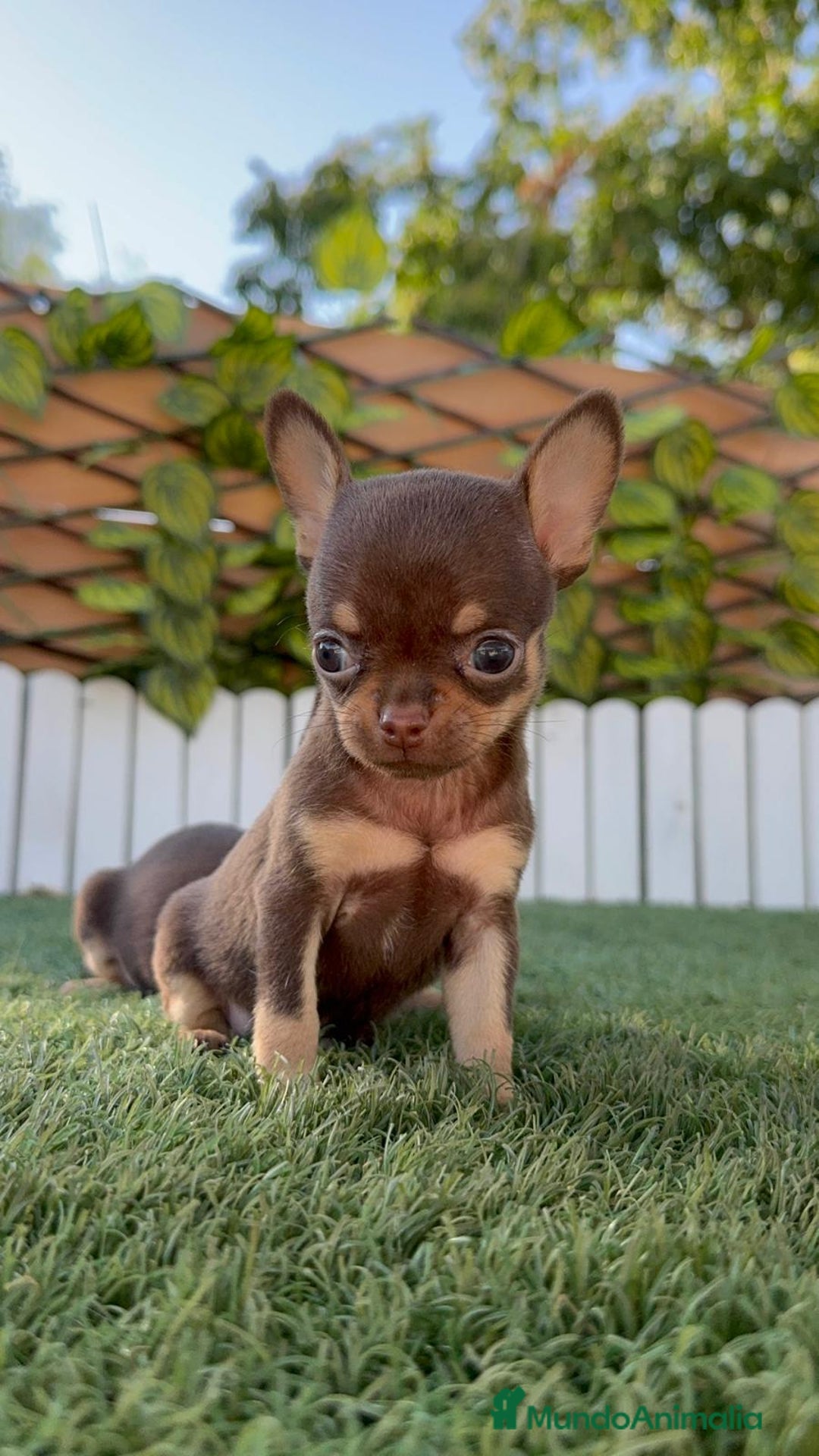 Chihuahua perros en venta: CHIHUAHUA CHOCOLATE & TAN - Imagen 1