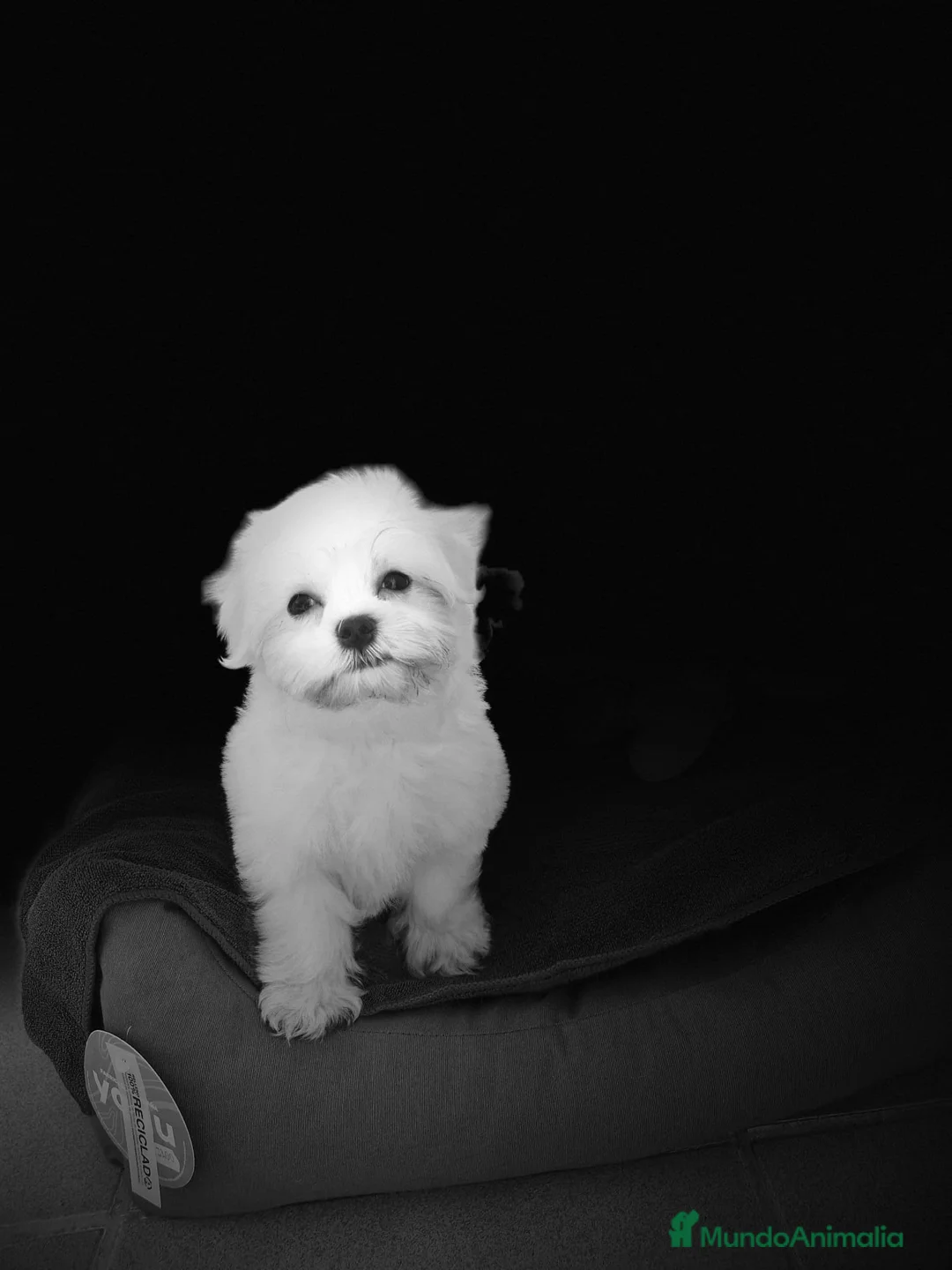 Bichón Maltés perros en venta: Bichon Maltés preciosos  en Barcelona - Anuncio 3