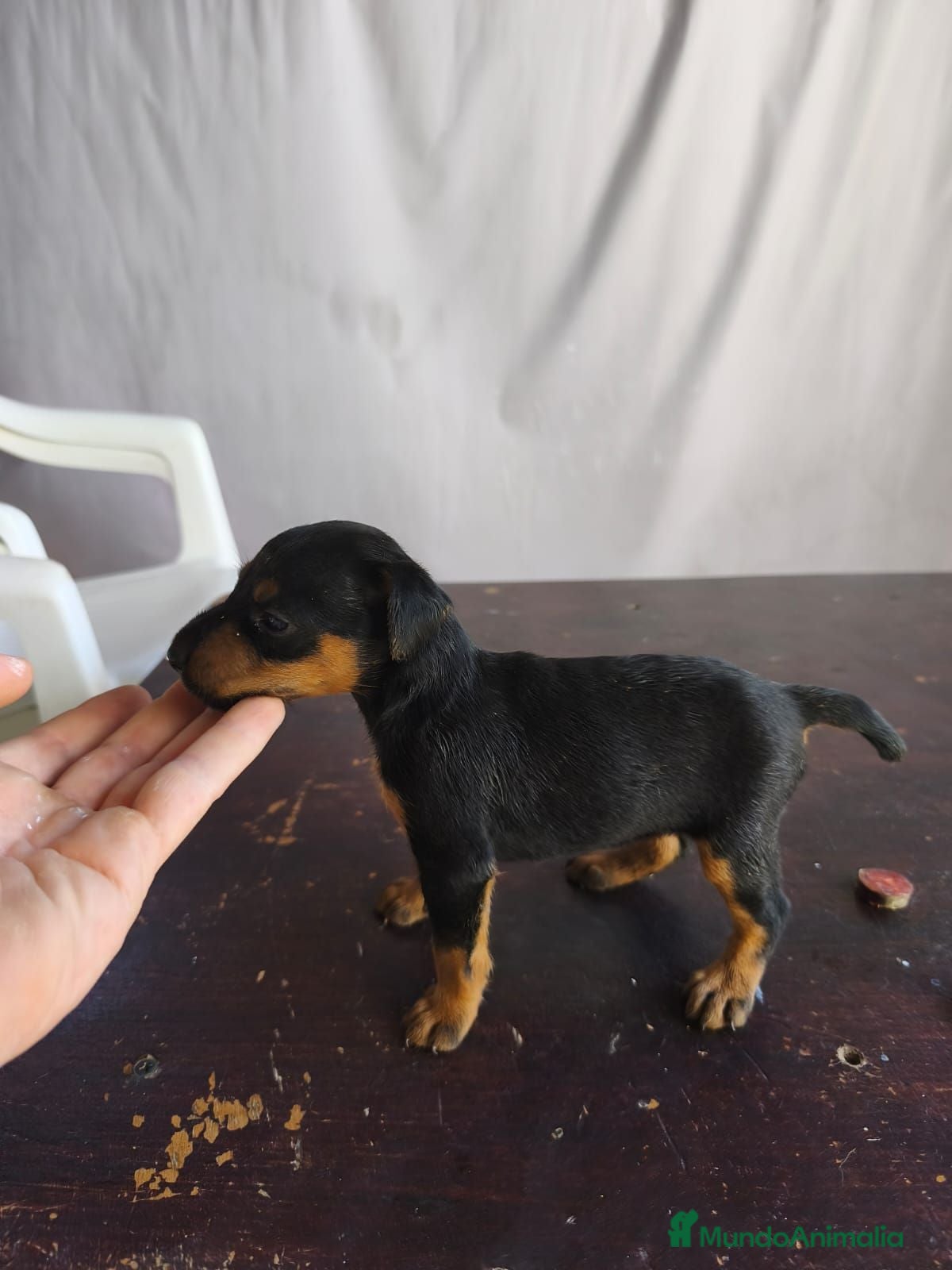 Otras razas perros Jagd Terrier de Calidad  - Anuncio 2