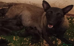 Pastor Belga Malinois perros en venta: Pastor malinois - Imagen 1