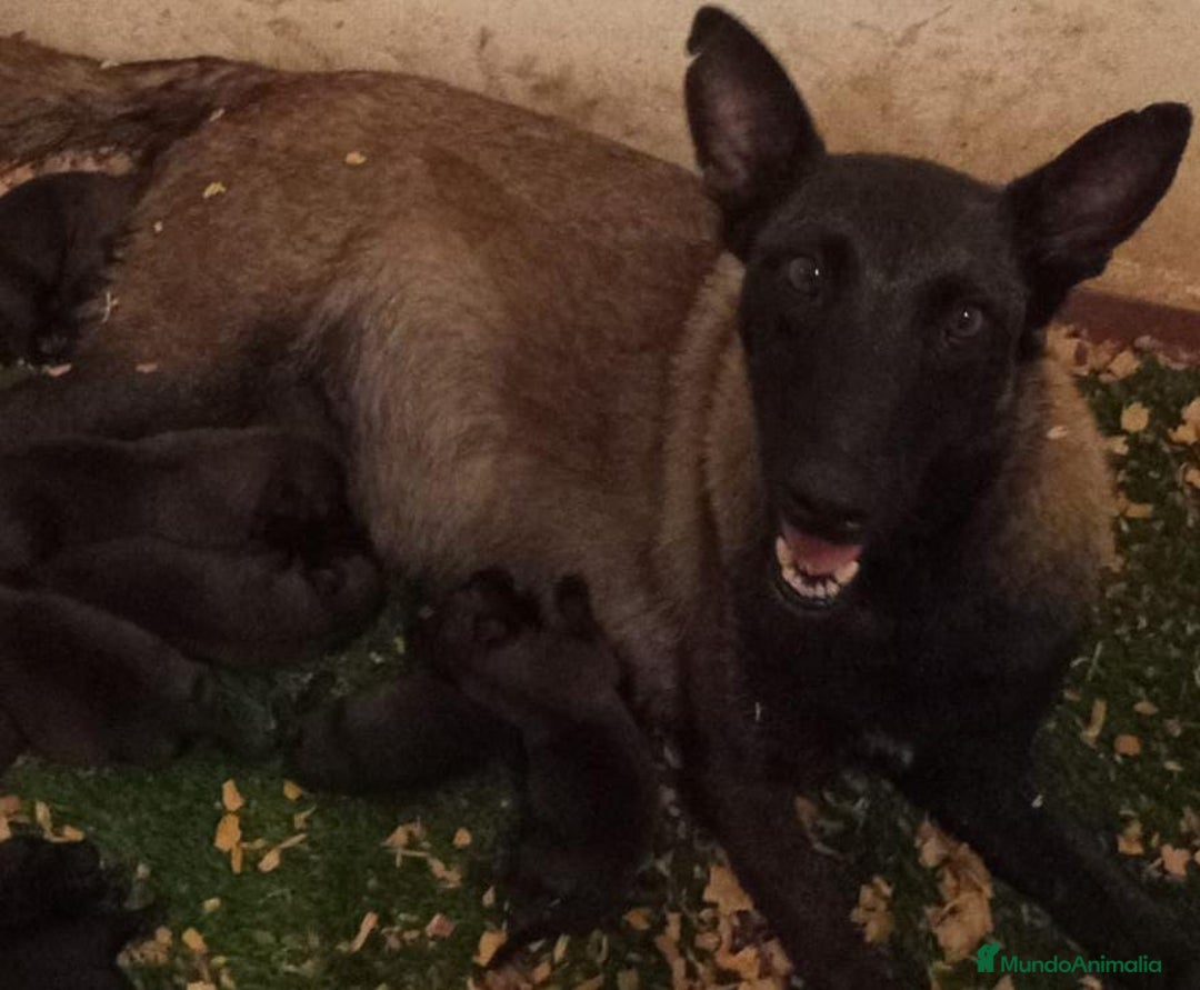 Pastor Belga Malinois perros en venta: Pastor malinois - Imagen 1