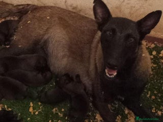 Pastor Belga Malinois perros - Anuncio 1