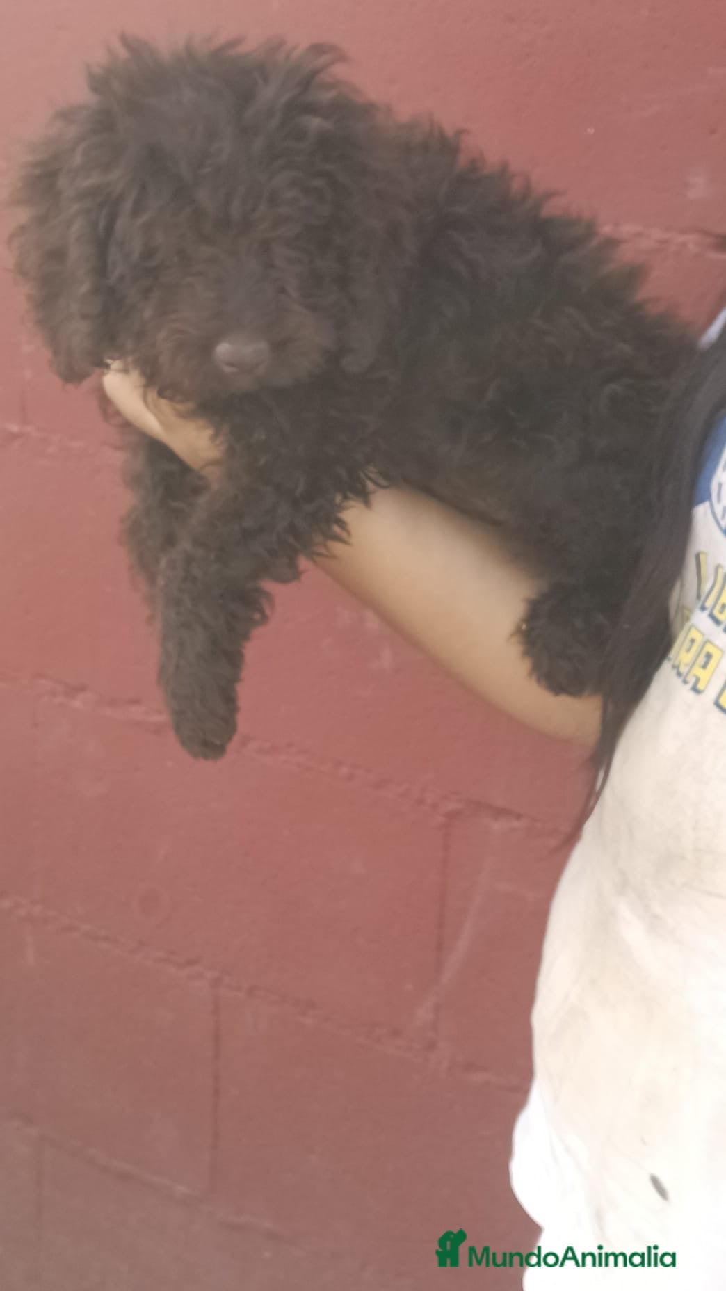 Perro de Agua Español perros Hembra perro de agua chocolate 🐶🐾🔥 - Anuncio 3