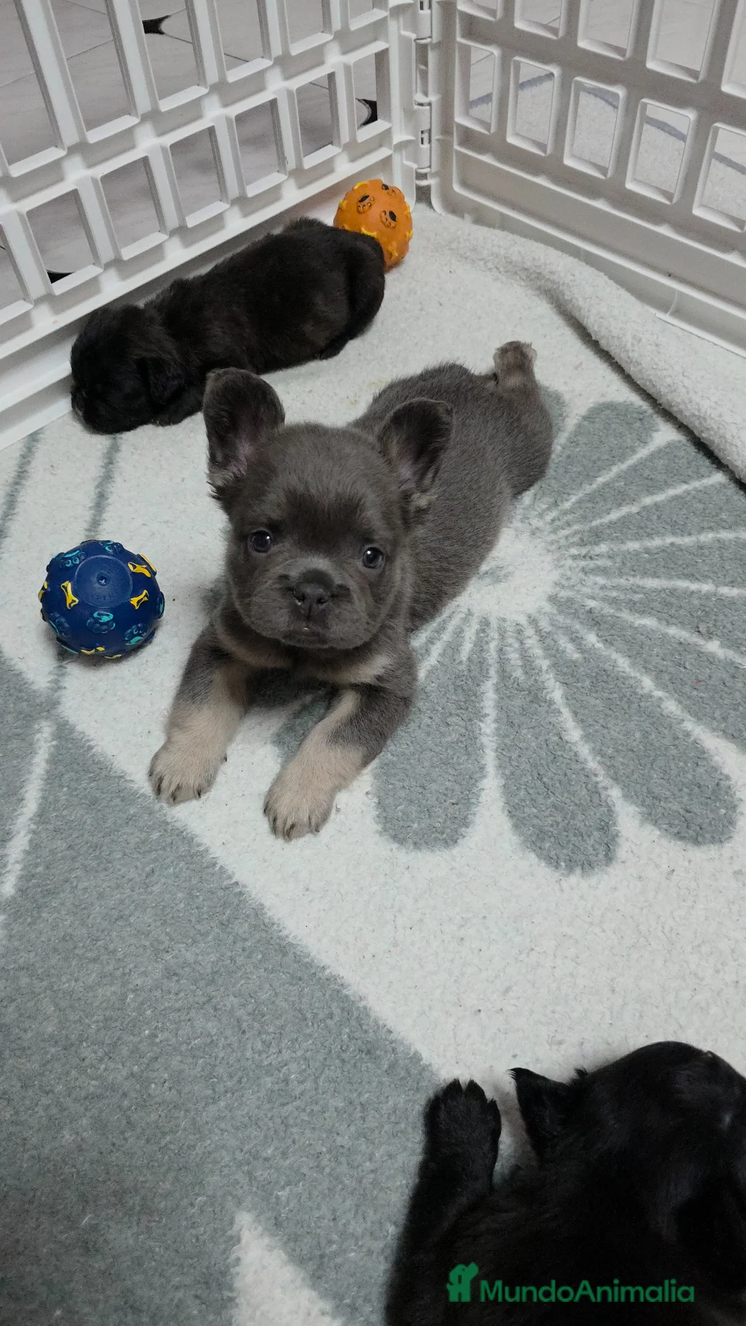 Bulldog Francés perros en venta: Bulldog francés  - Anuncio 2