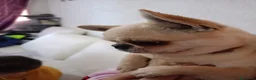 Chihuahua perros en venta: Chihuahua toy  - Anuncio 22