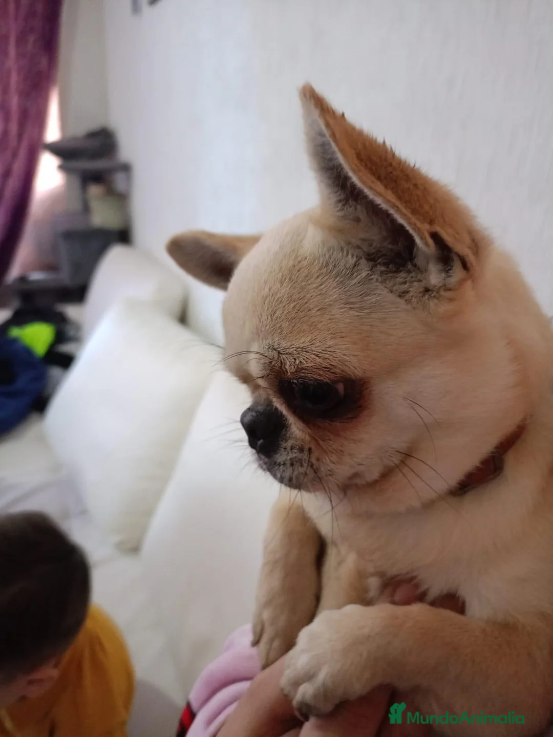 Chihuahua perros en venta: Chihuahua toy  - Anuncio 22