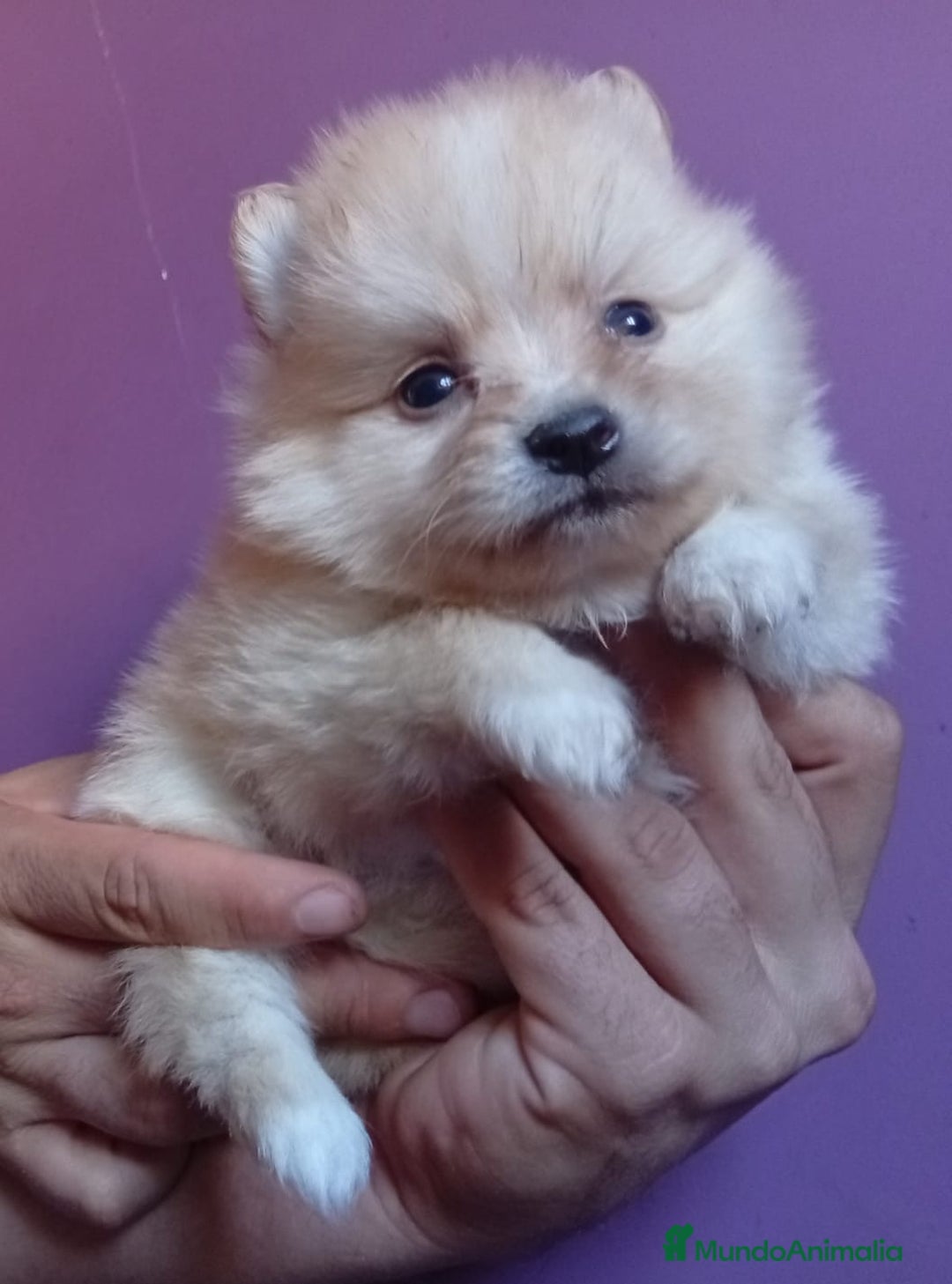 Pomerania perros en venta: Pomerania  - Imagen 5