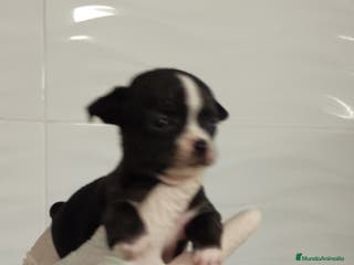 Chihuahua perros Chihuahua Blue – Francita Blanca - Anuncio 34