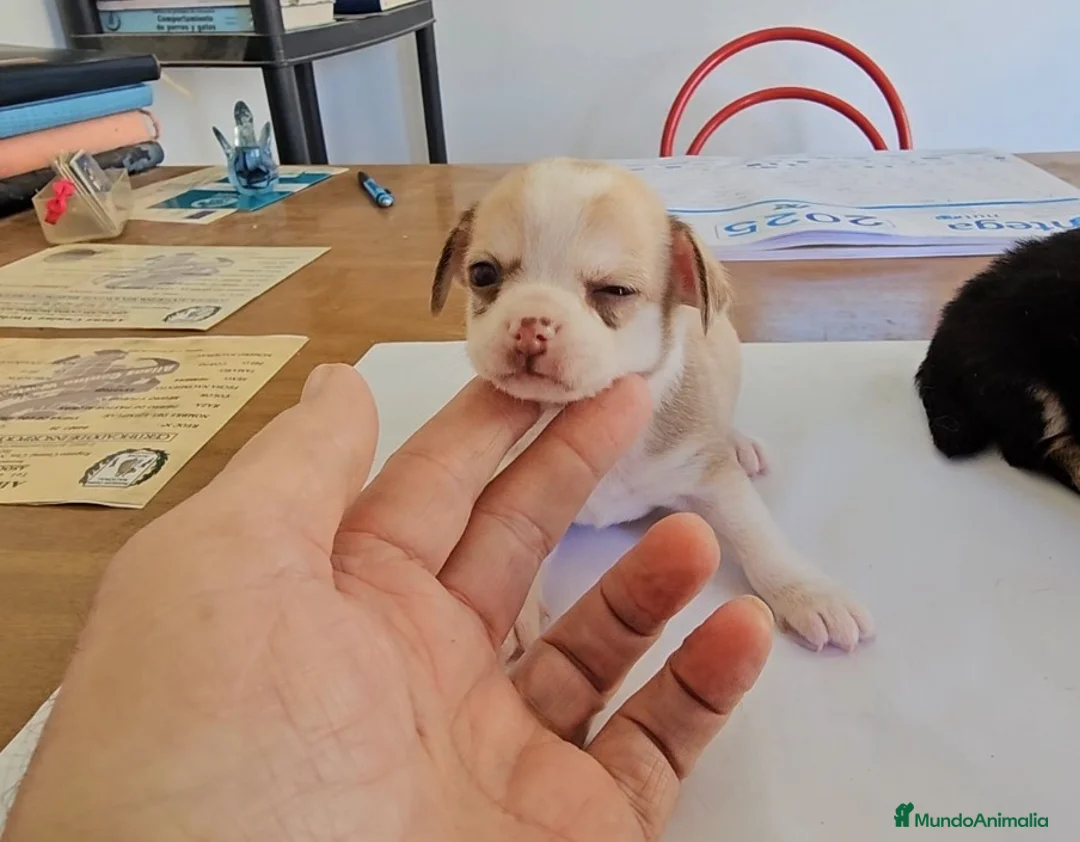 Chihuahua perros en venta: Lindos cachorritos de chihuahua  - Anuncio 1