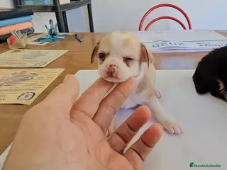 Chihuahua perros Lindos cachorritos de chihuahua - Anuncio 1