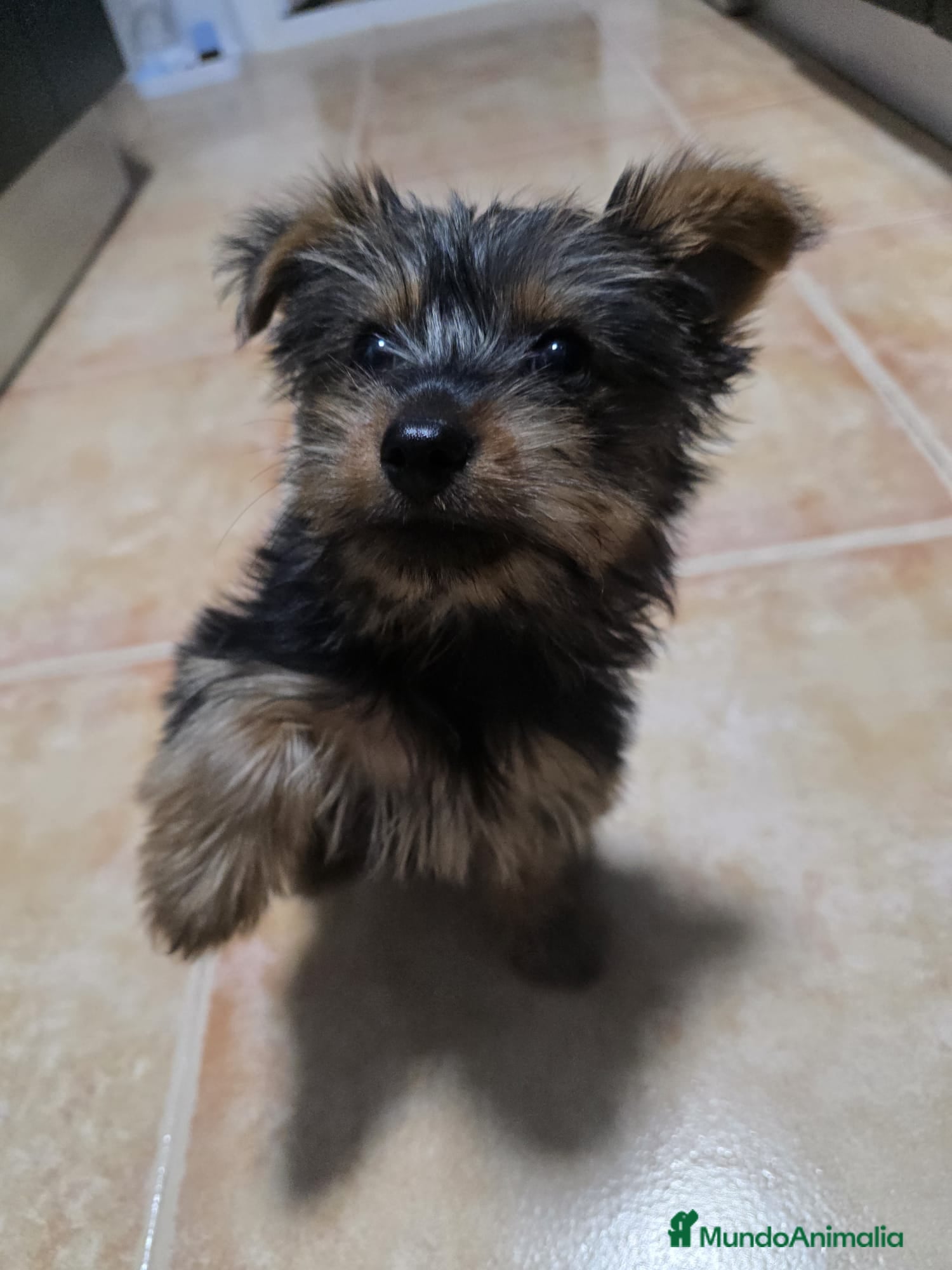 Yorkshire Terrier perros YORKSHIRE - Macho - Anuncio 2
