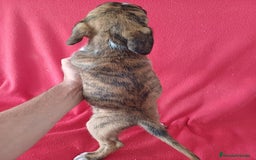 Boxer perros en venta: Boxer - Imagen 3