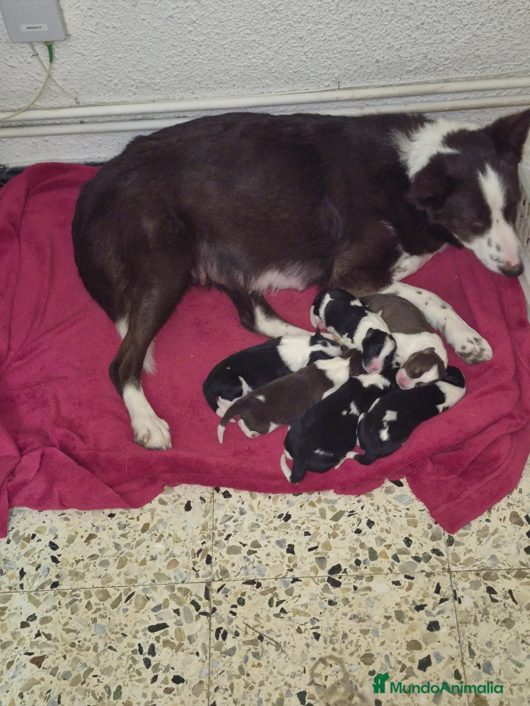 Bearded Collie perros en venta: Border collie - Anuncio 2