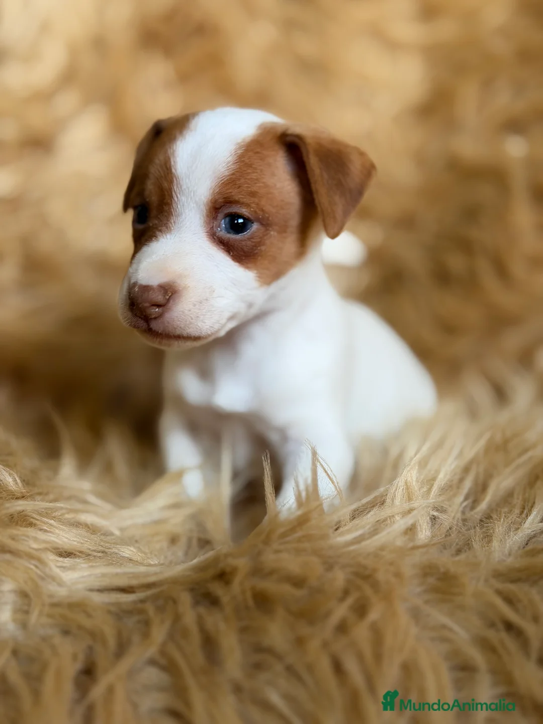 Jack Russell Terrier perros en venta: Jack Russell bicolor  - Anuncio 6