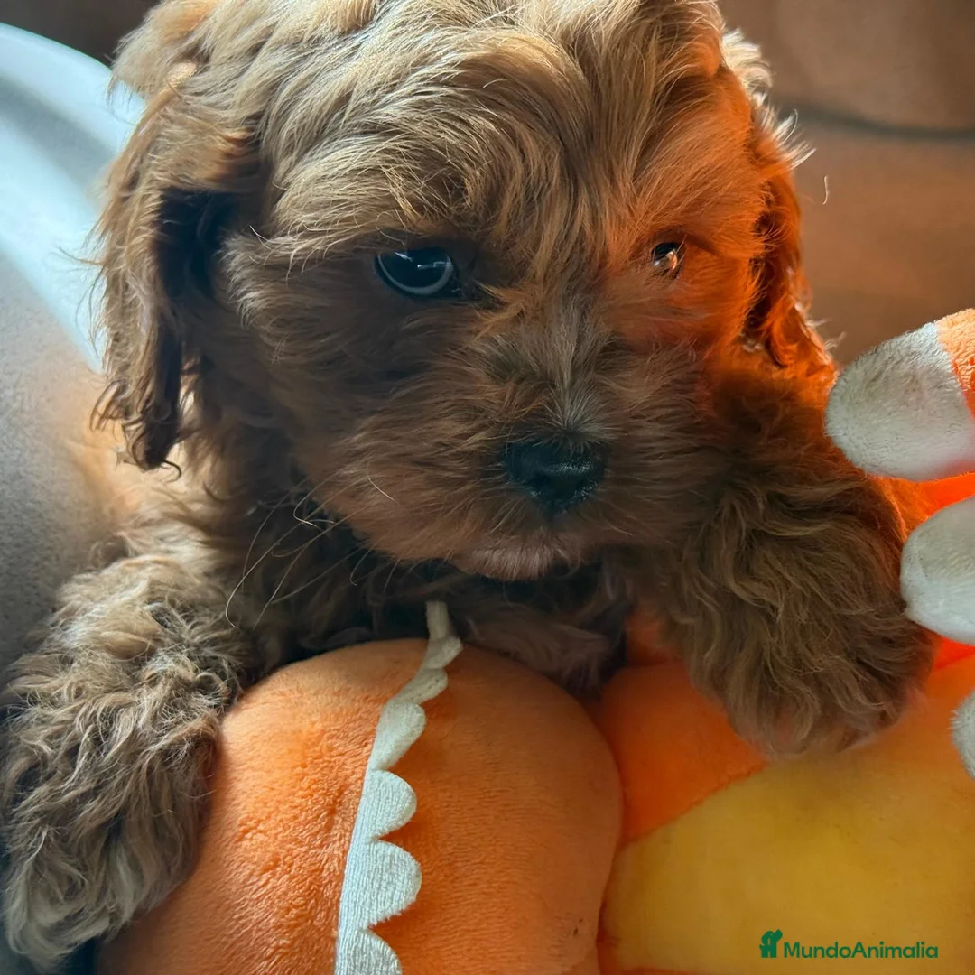 Cavapoo perros en venta: Preciosa cachorrita raza Cavapoo en Granada - Anuncio 7