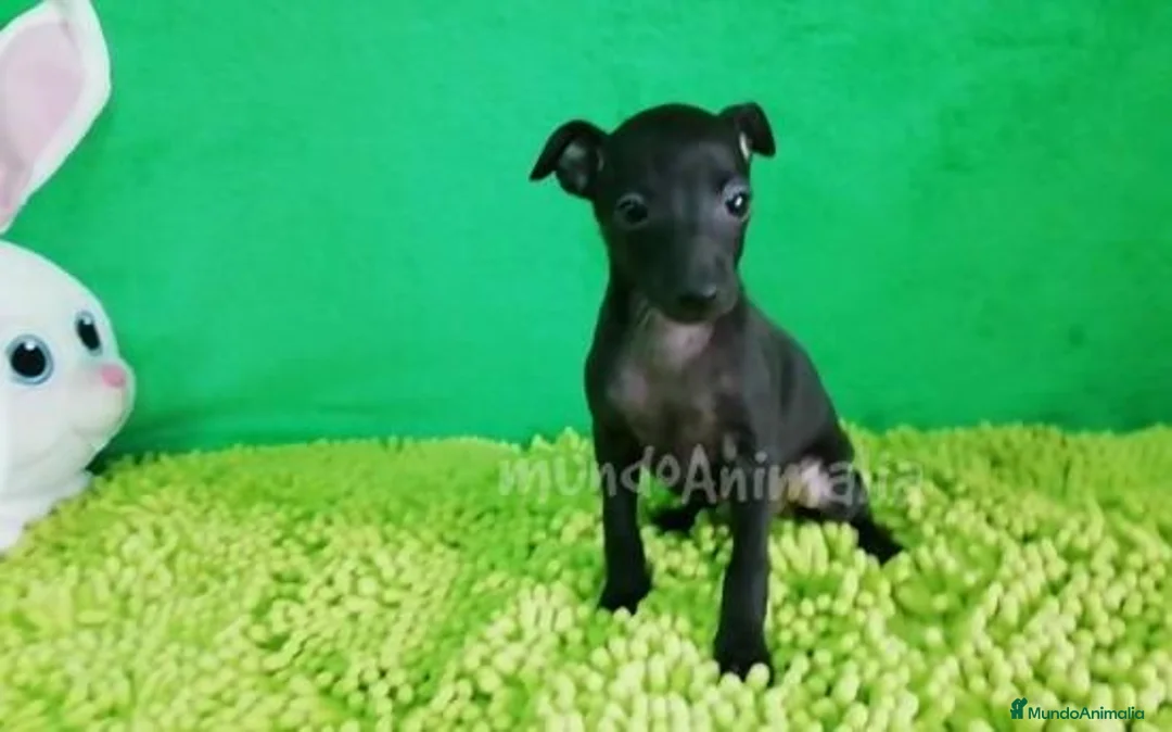 Imagen de galería {{count}}