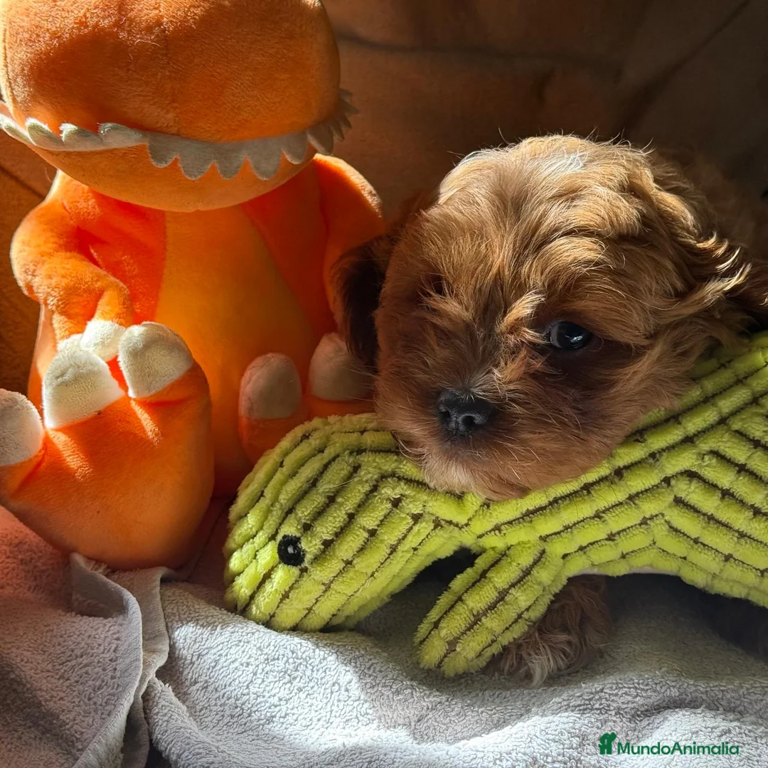 Cavapoo perros en venta: Camada cachorros raza Cavapoo en Granada - Anuncio 7