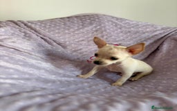 Chihuahua perros en venta: Chihuahua toy - Imagen 4