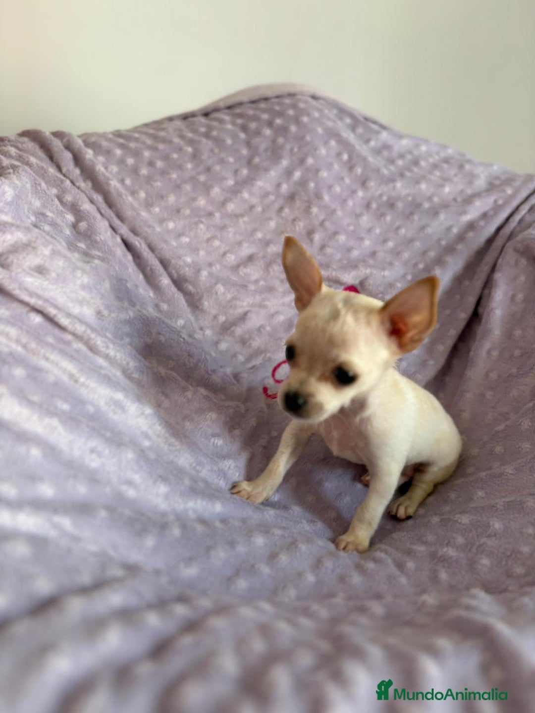 Chihuahua perros en venta: Chihuahua toy - Imagen 4