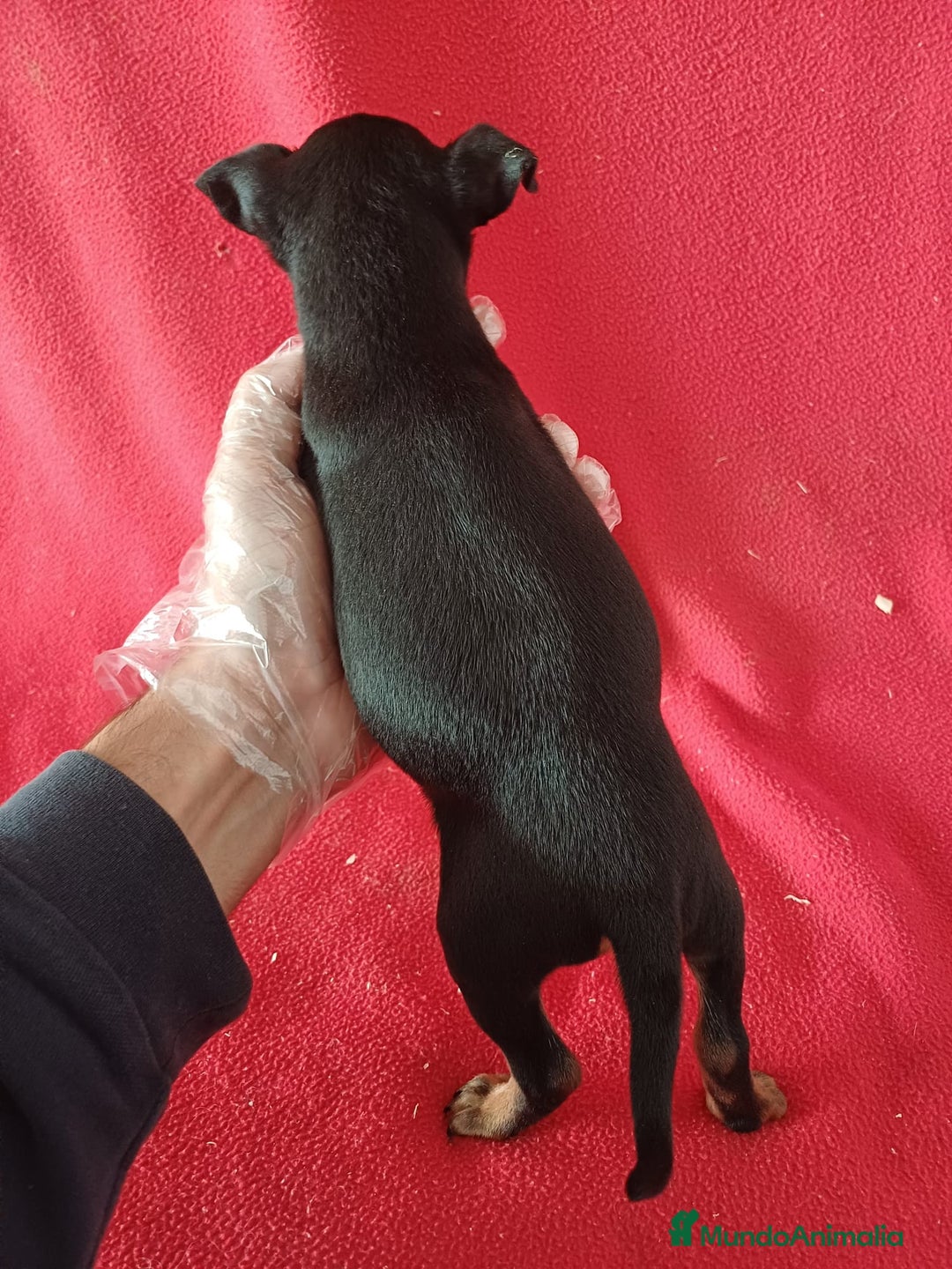 Pinscher Miniatura perros en venta: Pincher Mini - Anuncio 3